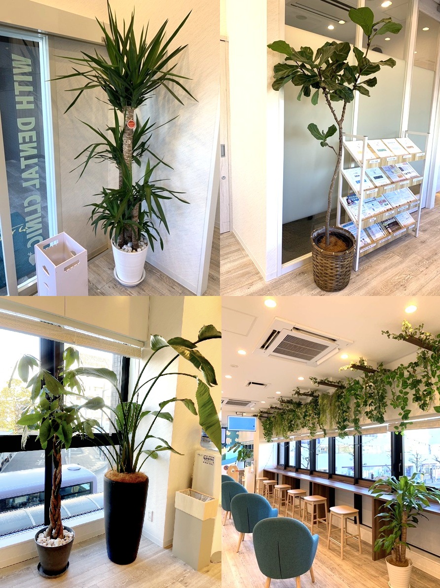 日差しと緑豊かな癒し ウィズ歯科クリニック新松戸院の観葉植物紹介
